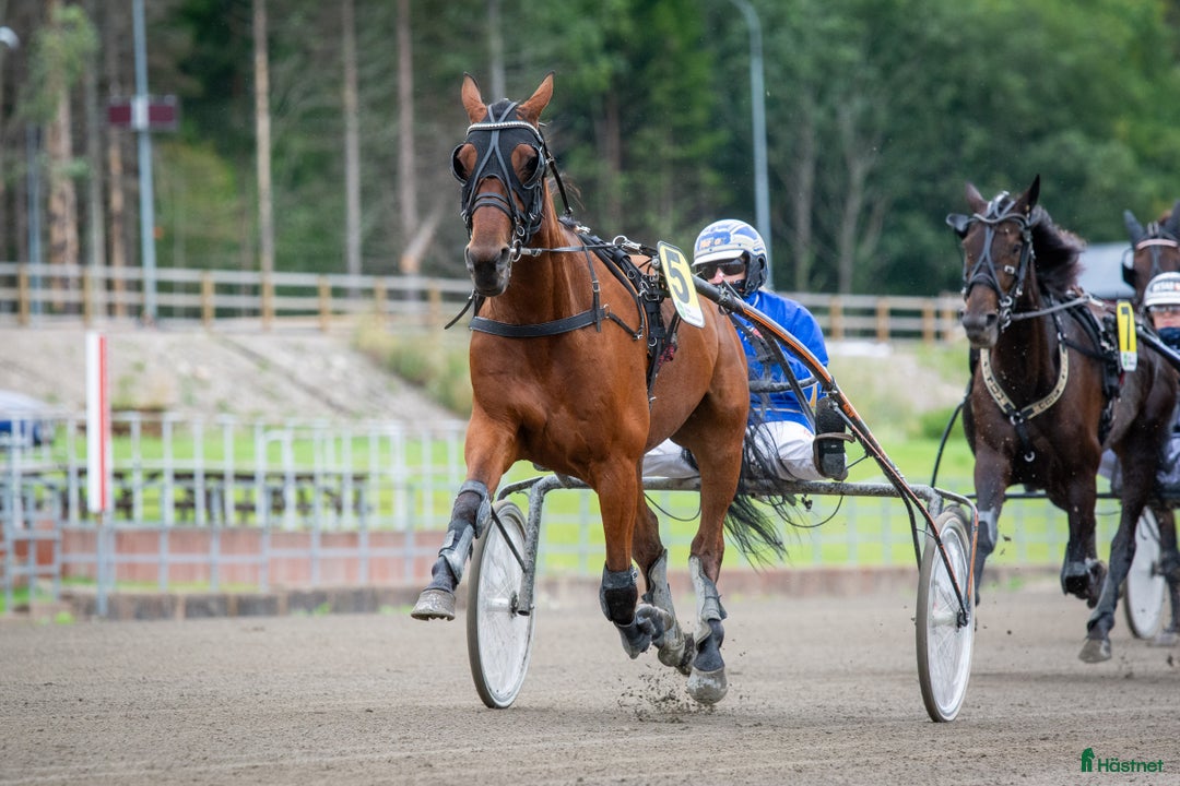 Allround hästar till salu: Snäll valack i Hudiksvall - Annons 2