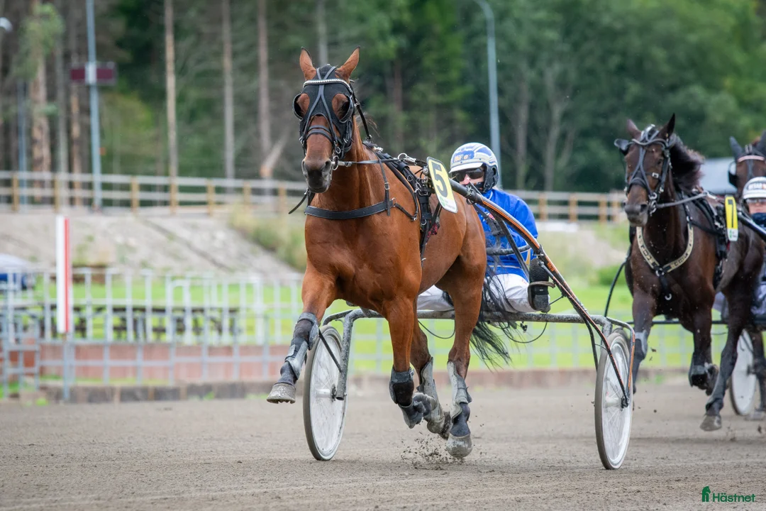 Allround hästar till salu: Snäll valack i Hudiksvall - Annons 2