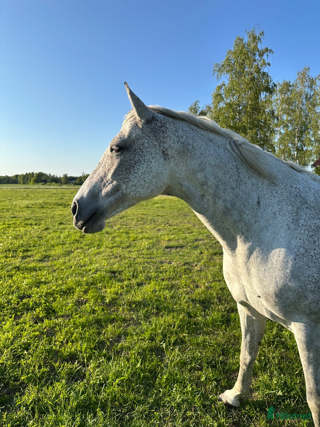 Sällskap hästar till salu: Fint sto till sällskap eller avel säljes  i Tierp - Bild 1