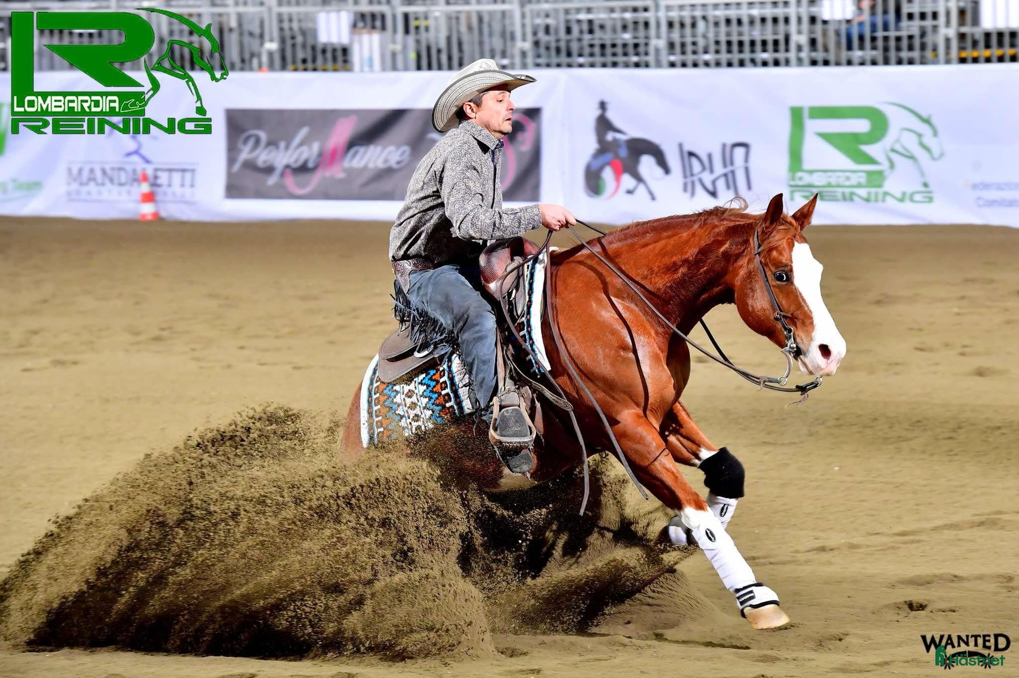  hästar Tävlingshäst och läromästare i Stenstorp - Annons 23