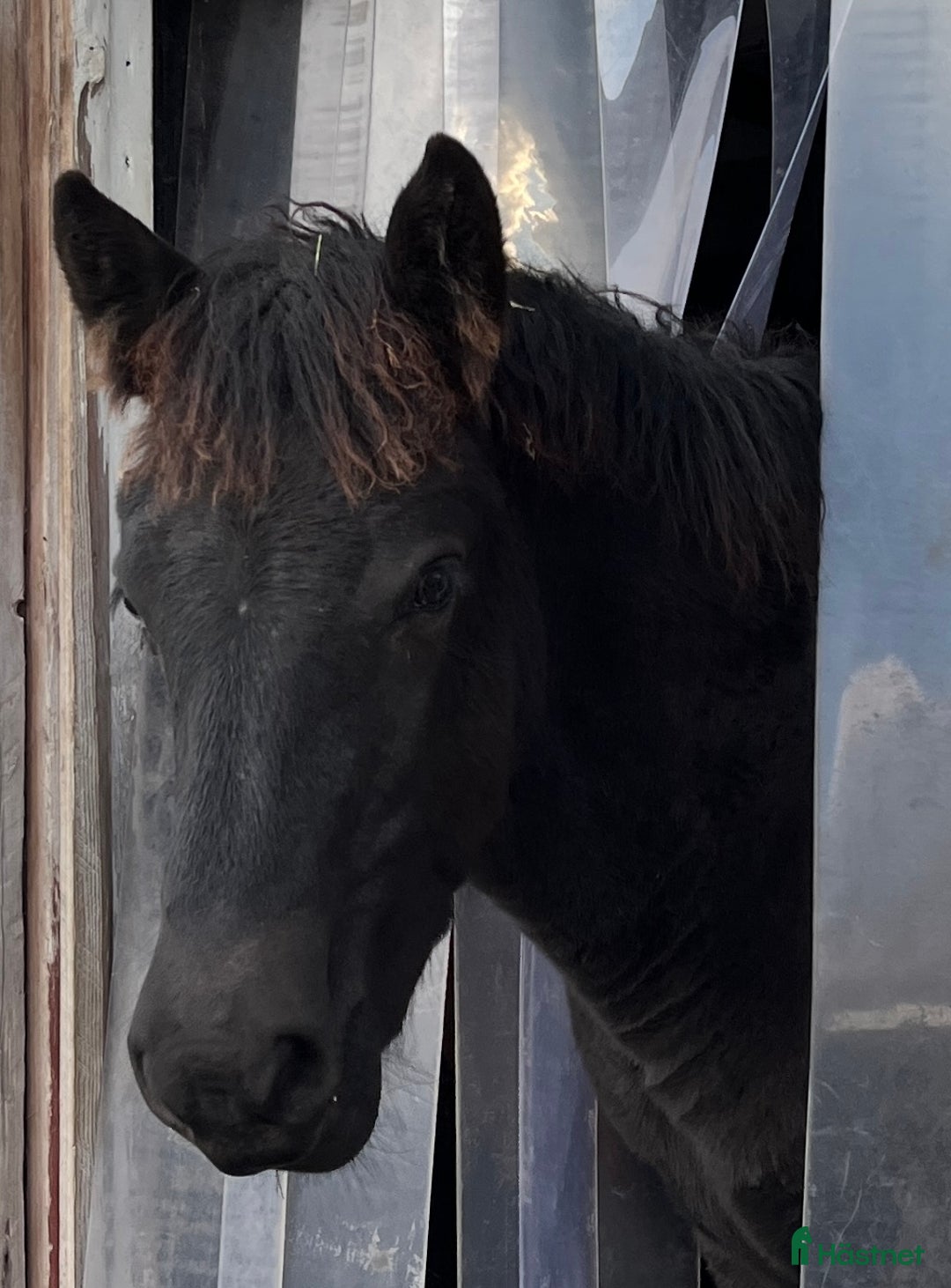 Körning hästar till salu: Nordsvenskt stoföl till salu i Eksjö - Annons 5