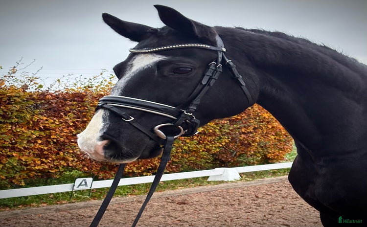  hästar Snäll och gullig häst till dressyr/allround i Bjuv - Annons 11