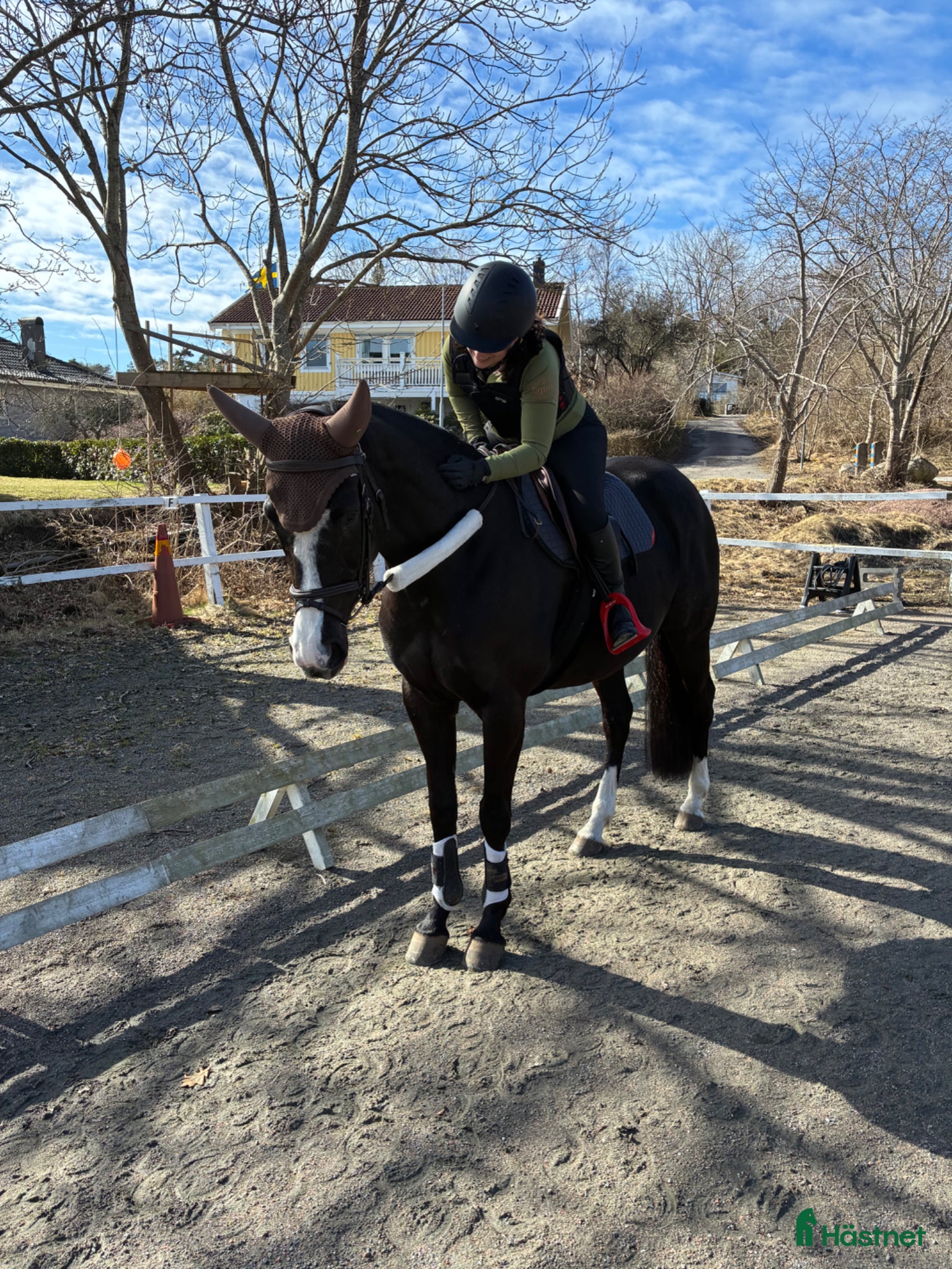  hästar Avel-, sällskap- projekthäst - Annons 1