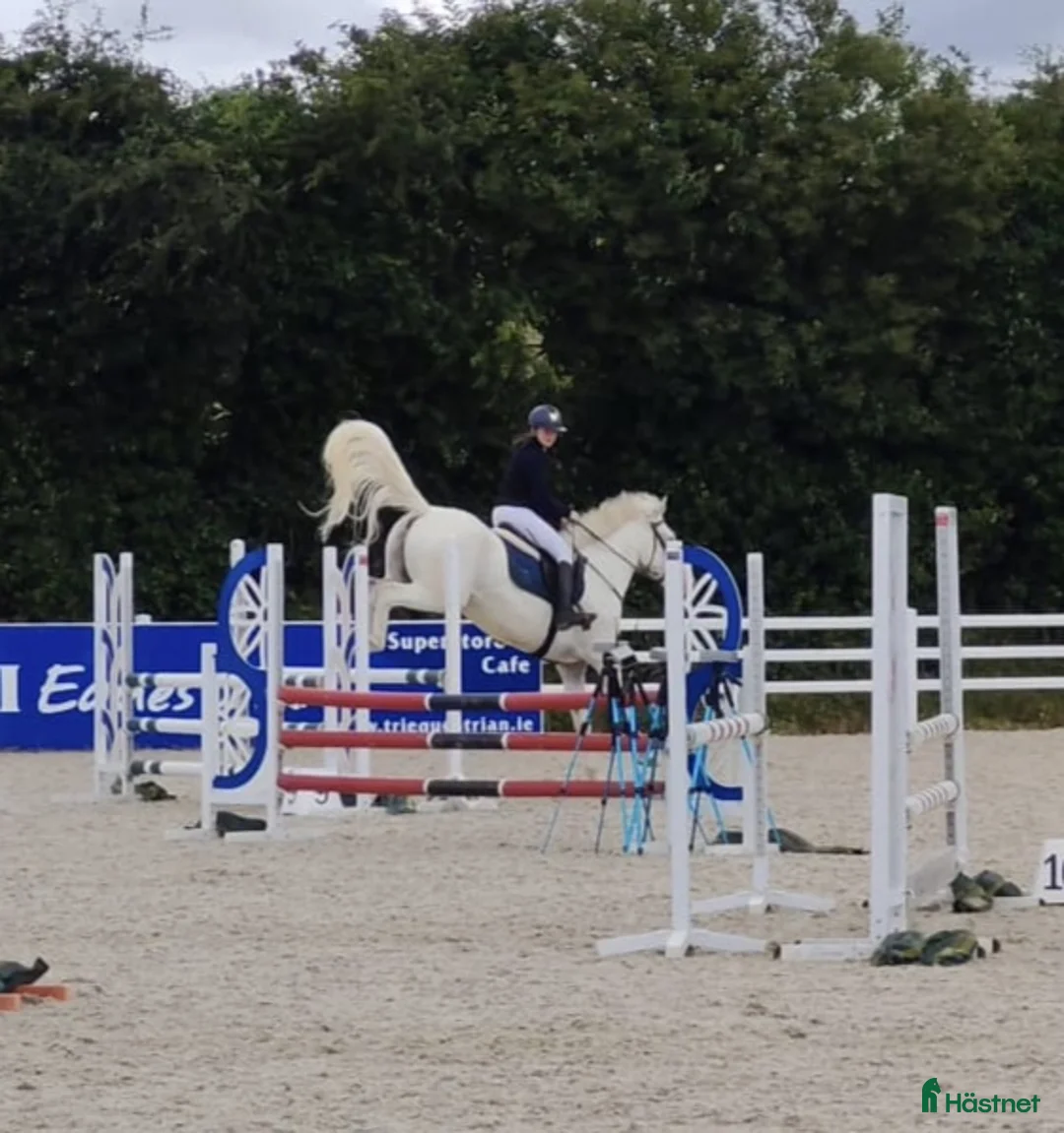 Hoppning hästar till salu: Potential top track pony  i Madrid - Annons 8