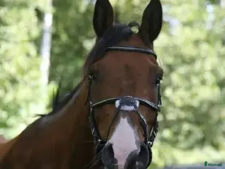 hästar BIG BEN behöver nytt kärleksfullt hem - Annons 7