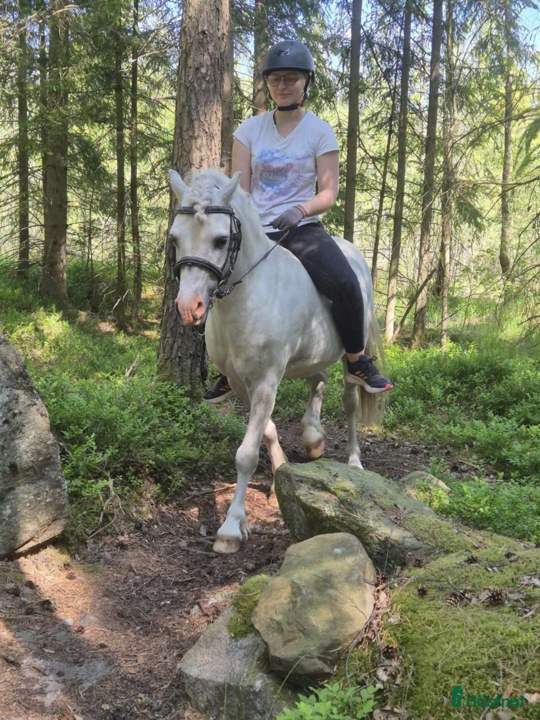 Allround hästar till salu: Rar welsh mountainkille i Stenkullen - Annons 8