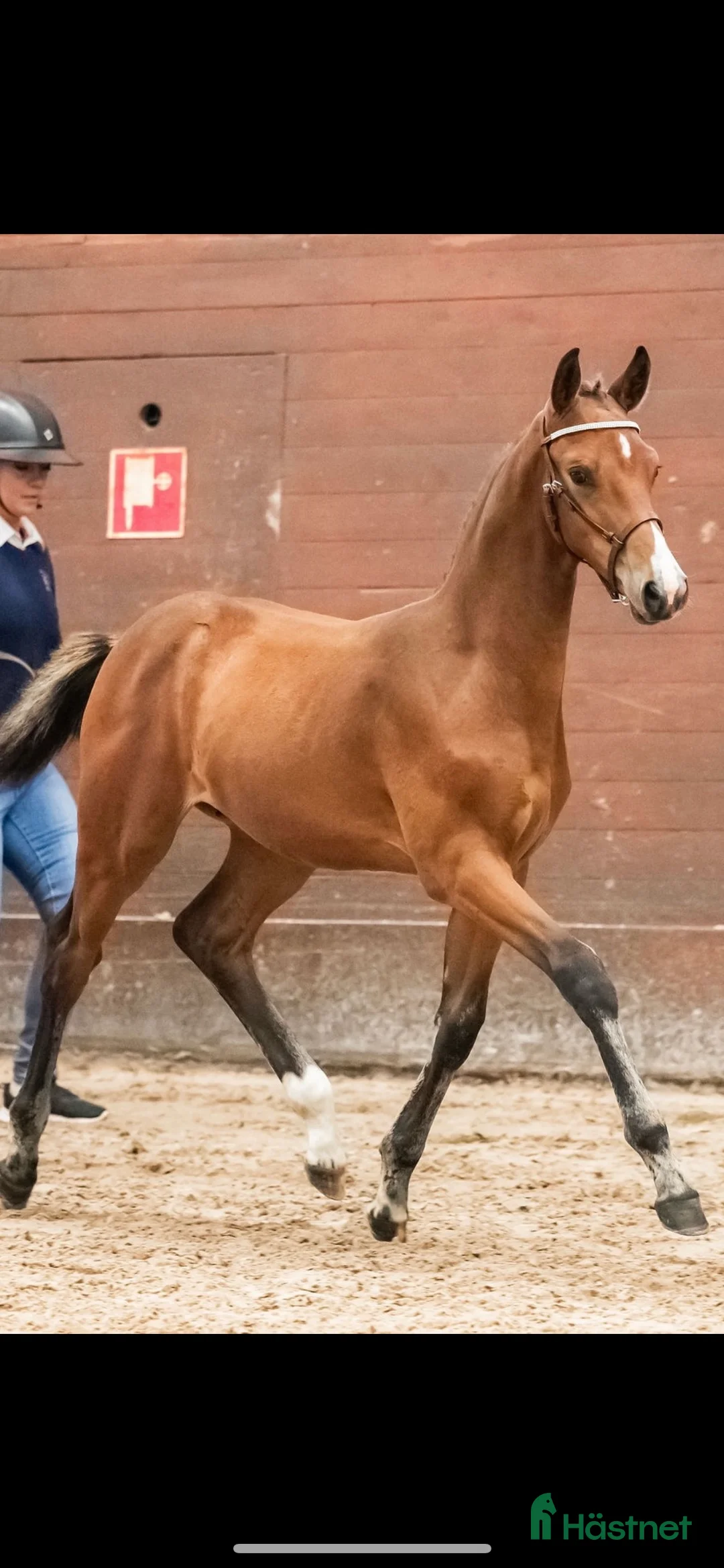 Avelshästar hästar till salu: Fint avelssto i Västerås - Annons 5