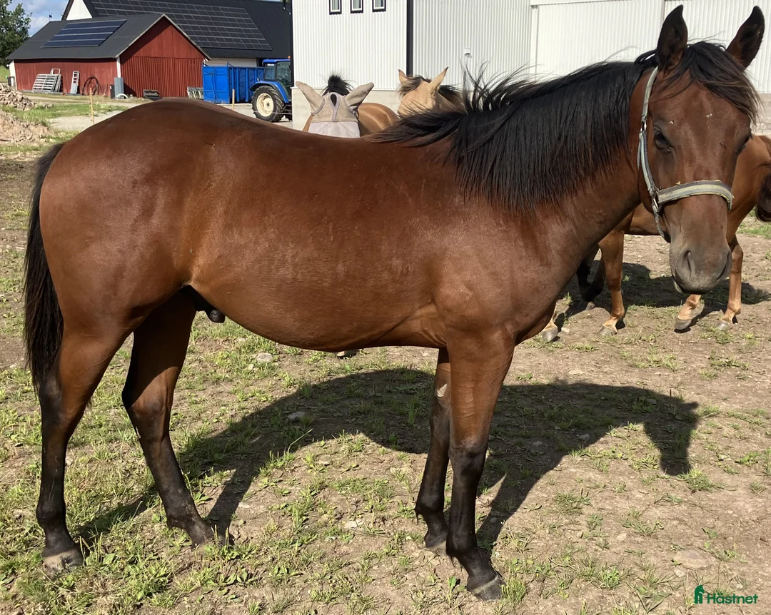 Western hästar till salu: DC Boom Be Great i Sävsjö - Annons 4