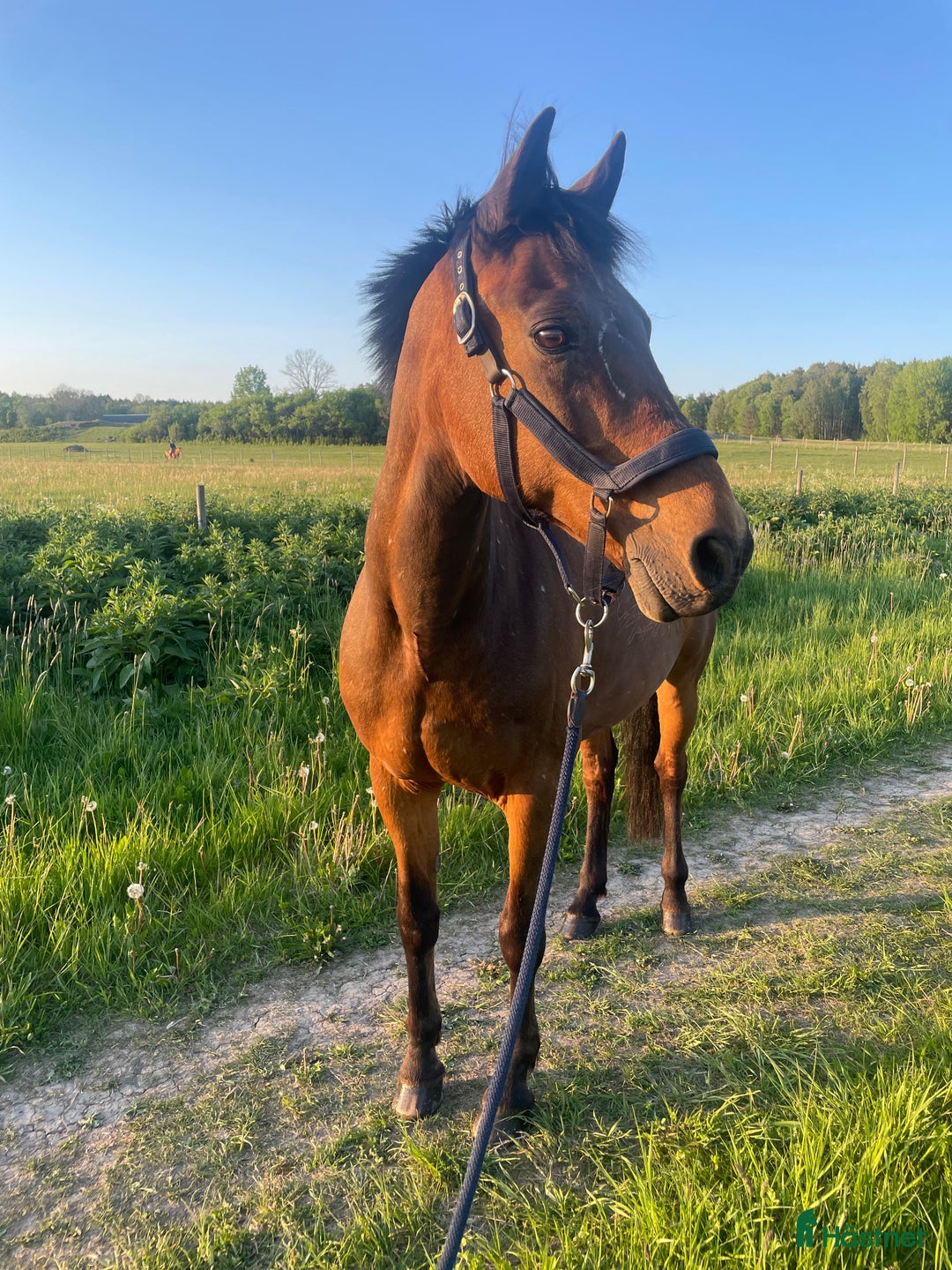  foderhäst finnes: Läromästare söker fodervärd! i Uppsala - Annons 3