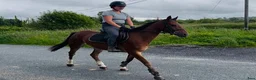 Allround hästar till salu: Kind and easy D pony - Annons 6