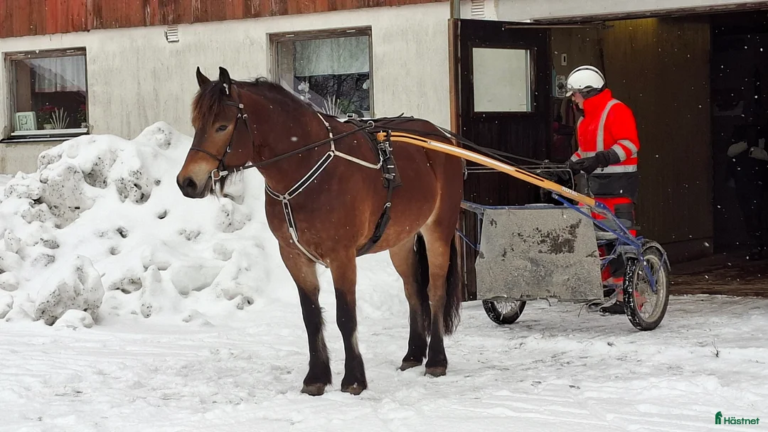 Allround hästar till salu: Super rolig snygg kallblodstravare    - Annons 1