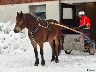hästar Super rolig snygg kallblodstravare - Annons 2