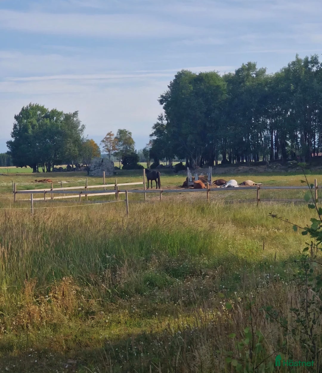  stallplats finnes: Lösdriftsplater finns att tillgå  i Ransta - Annons 2