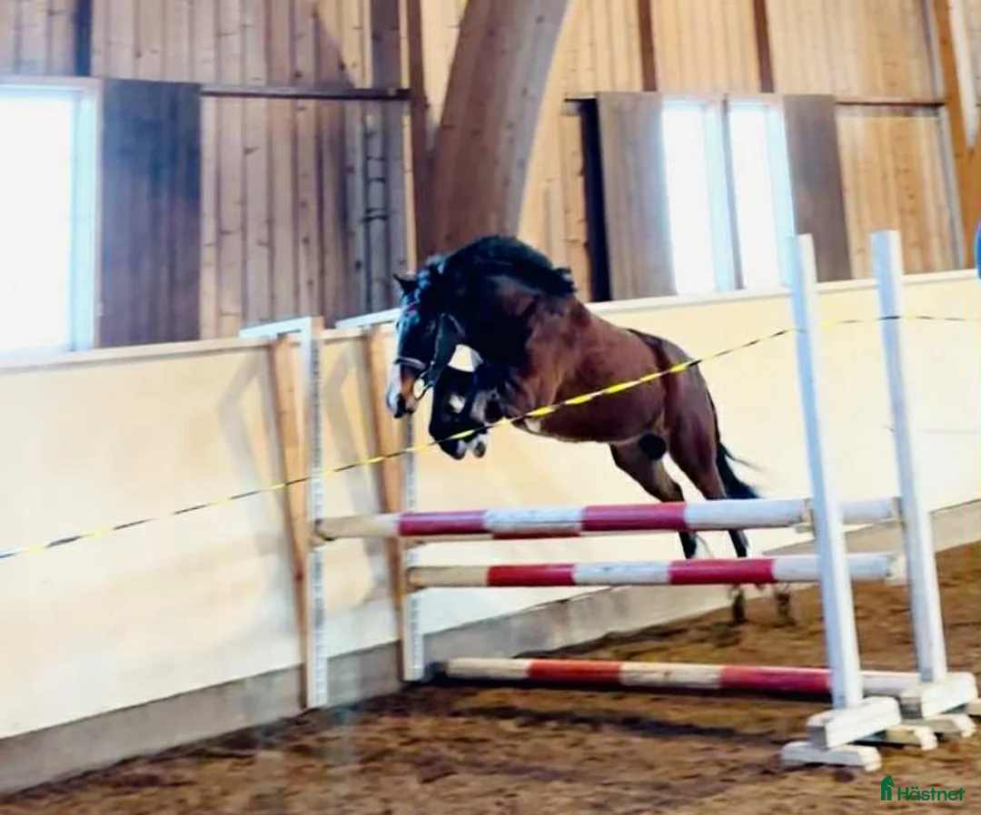 Allround hästar till salu: Oslipad diamant med fantastiskt temperament i Falköping - Annons 2