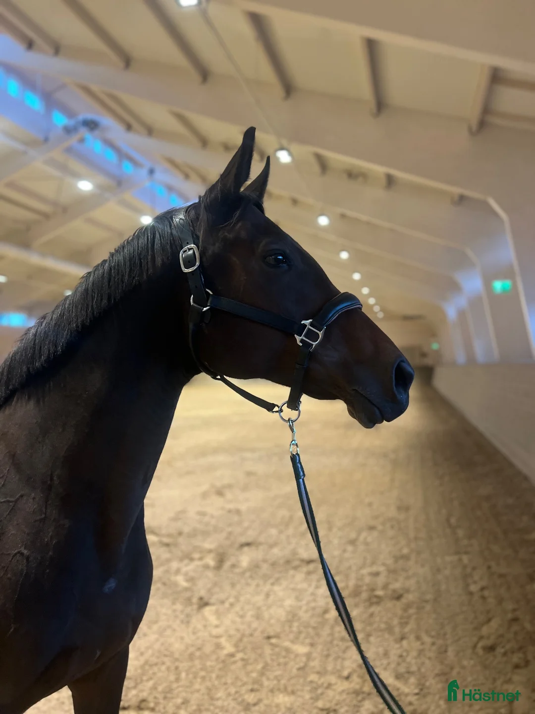 Allround hästar till salu: Trevligt allroundsto - Annons 2