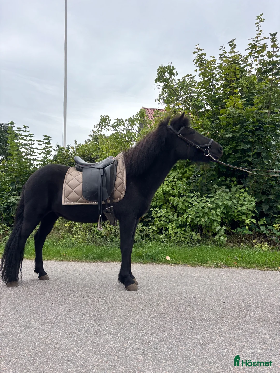 Island hästar till salu: Otroligt charmig valack  - Annons 4
