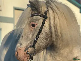 hästar Världens snällaste ponny - Annons 1