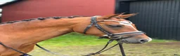 Allround hästar till salu: Trevlig Allroundponny - Annons 1