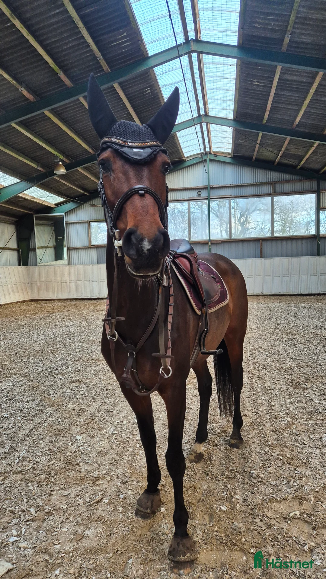 Hoppning hästar till salu: Talentfuld hoppe, med masser af kvalitet - Annons 3