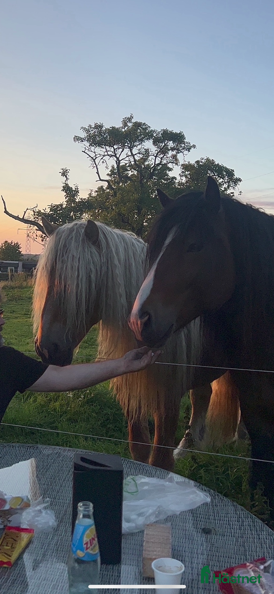 Allround hästar till salu: Två vackra hästar i Eldsberga - Annons 1