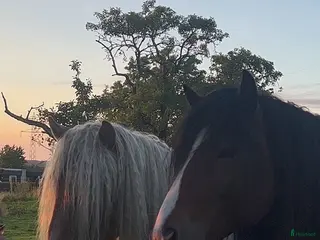 hästar Två vackra hästar i Eldsberga - Annons 6