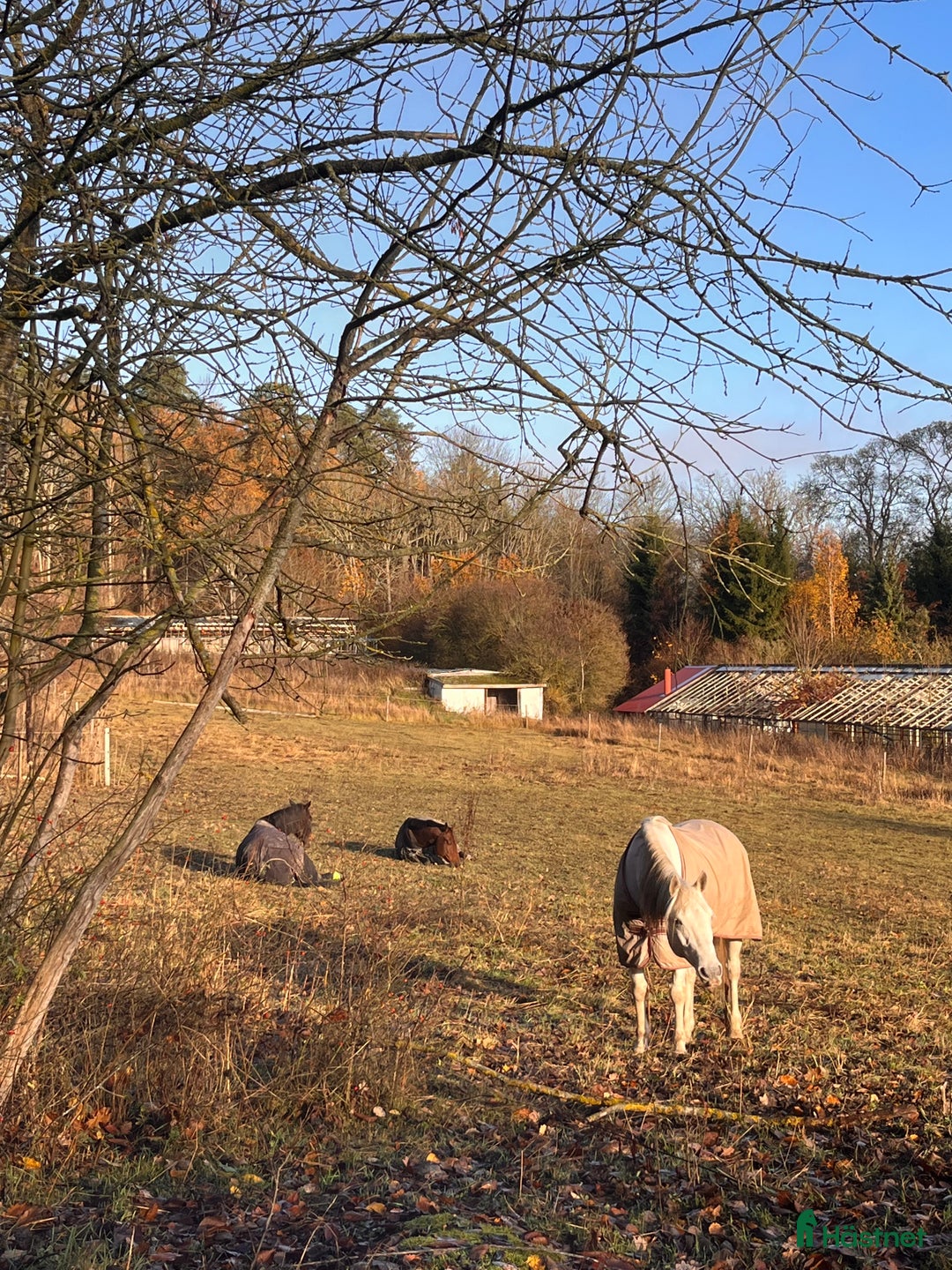  stallplats finnes: Plats på lösdrift i Kungsängen  i Kungsängen - Annons 2
