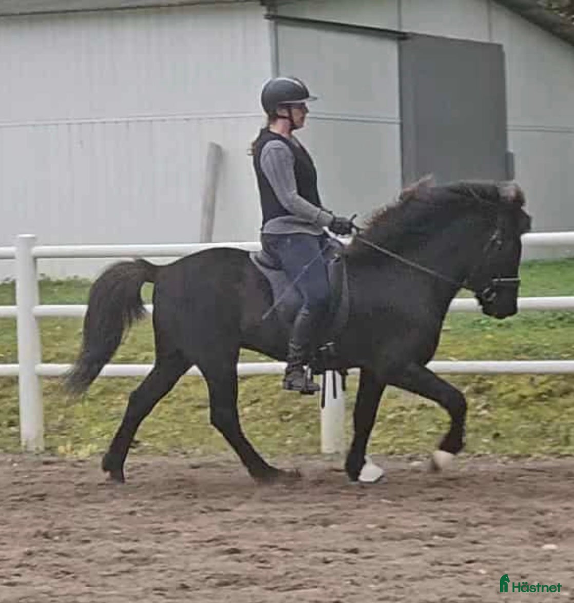 hästar Flott valack i Värmdö - Annons 2