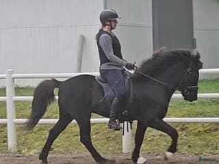 hästar Flott valack med tryck i Värmdö - Annons 6