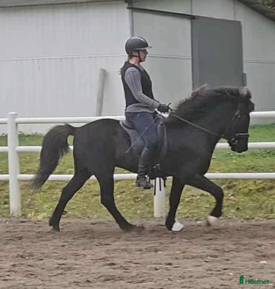 Island hästar till salu: Flott valack i Värmdö - Annons 1