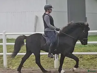 hästar Flott valack i Värmdö - Annons 2