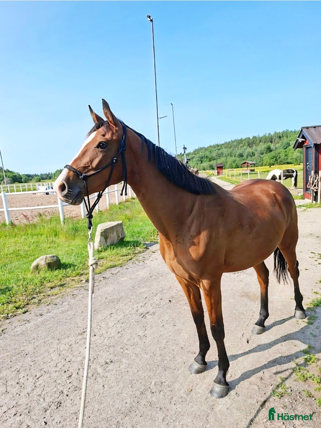 Hoppning hästar till salu: Elegant treårssto e: Crusader Ice i Uddevalla - Annons 2