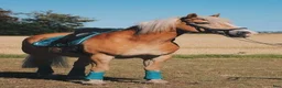 Allround hästar till salu: Purebred Haflinger horse with full EU pedigree - Annons 4
