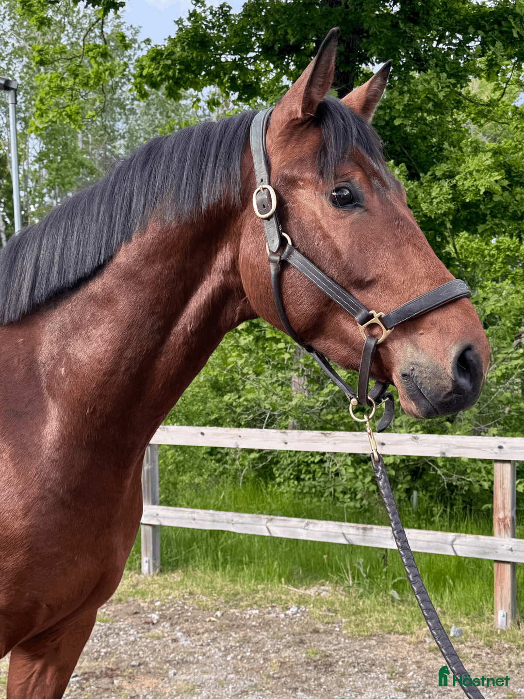 Hoppning hästar till salu: Lovande 3-årig valack e. Dom Perignon Z - Annons 2