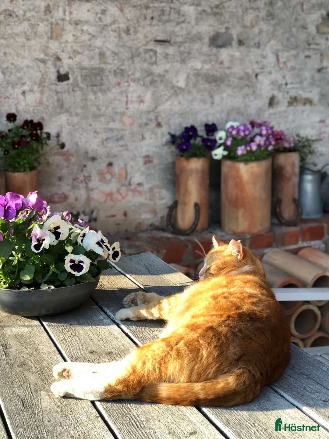  stallplats finnes: Vi har tre boxplatser lediga from 1 mars😊 i Vellinge - Annons 4