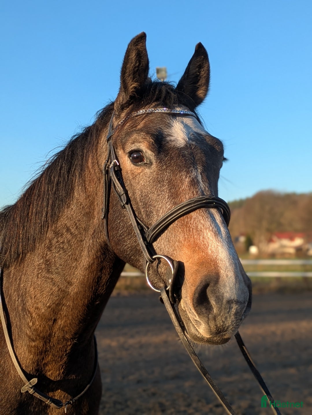 Hoppning hästar till salu: Cryst A llized Vanel  i Fjärås - Annons 1