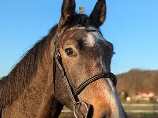 hästar Cryst A llized Vanel i Fjärås - Annons 8