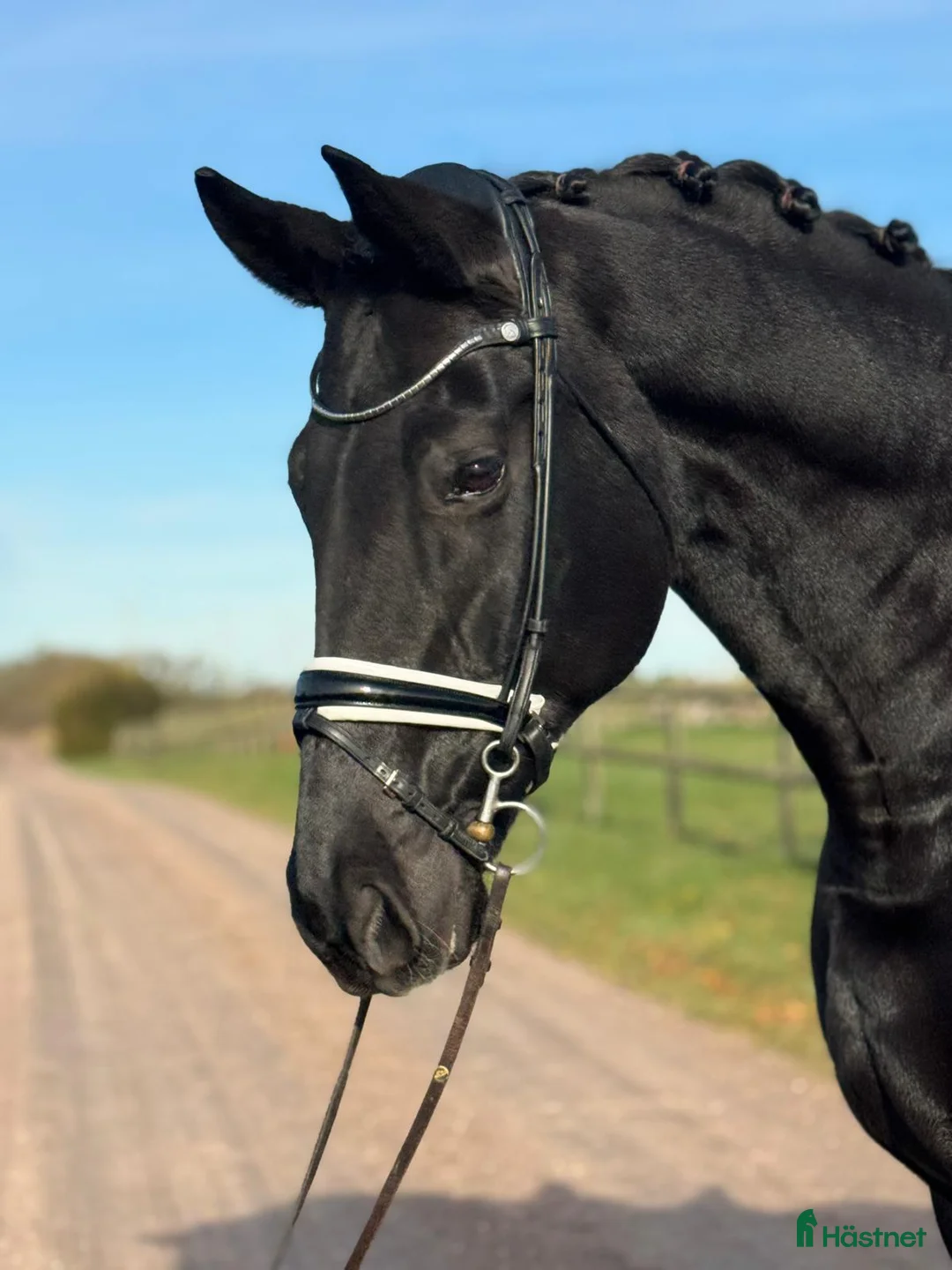 Distans hästar till salu: Gångartshäst med härlig utstrålning! i Kristianstad - Annons 1