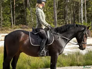 Allround hästar till salu: Mor dotter häst - Annons 4