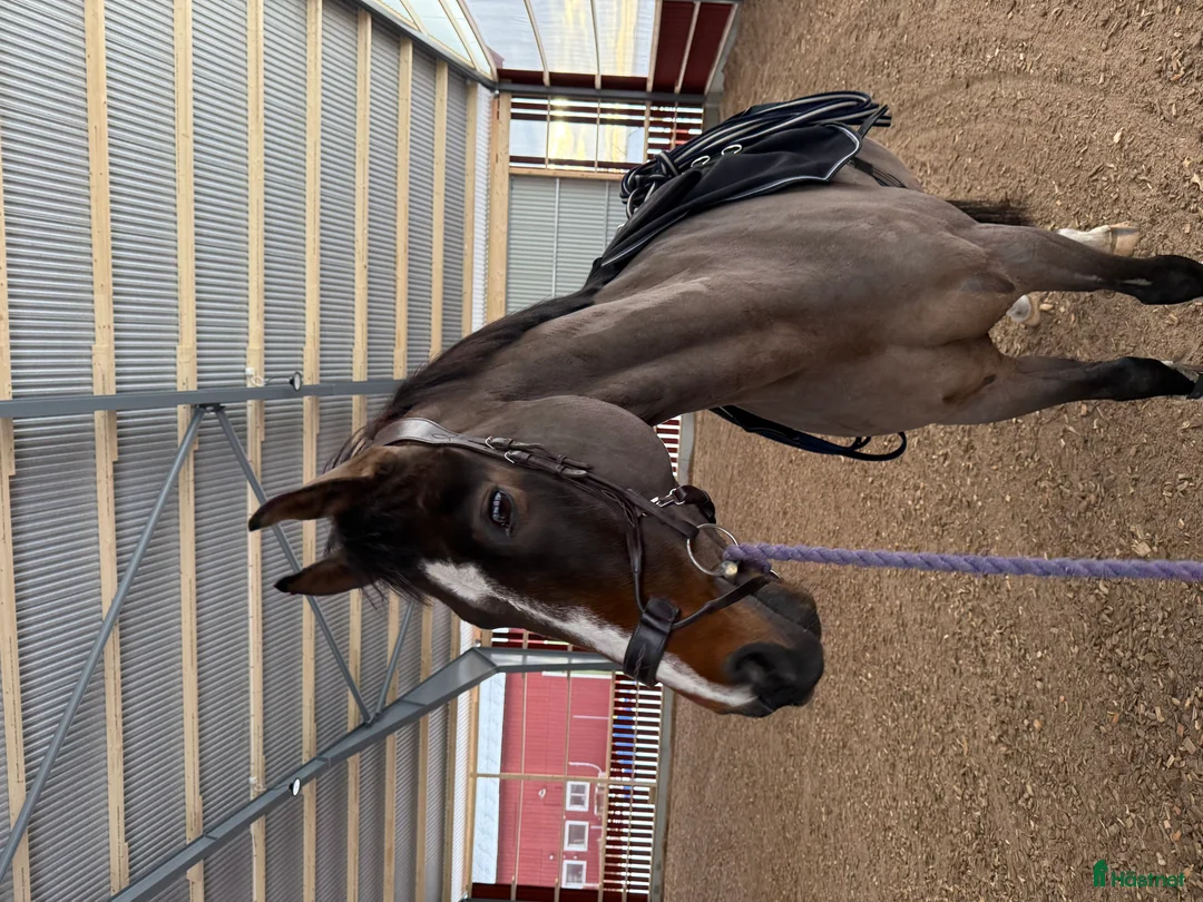 Allround hästar till salu: Trevlig valack säljes - Annons 7