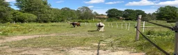  stallplats finnes: Lösdrift i Almunge - Annons 5