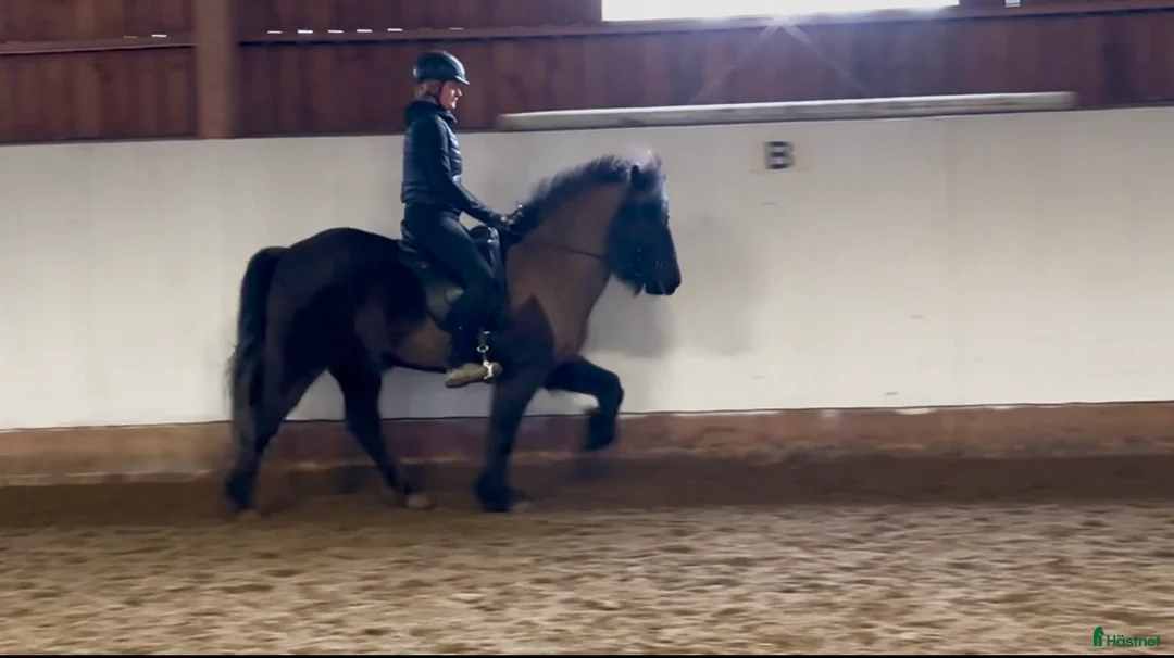 Island hästar till salu: 🌸Stort 4-gångssto🌸 - Annons 2