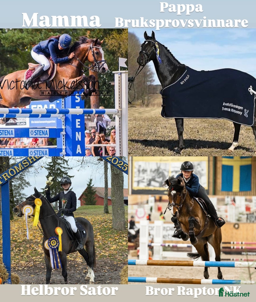 Hoppning hästar till salu: Blivande elitponny för mästerskap i Önnestad - Annons 3