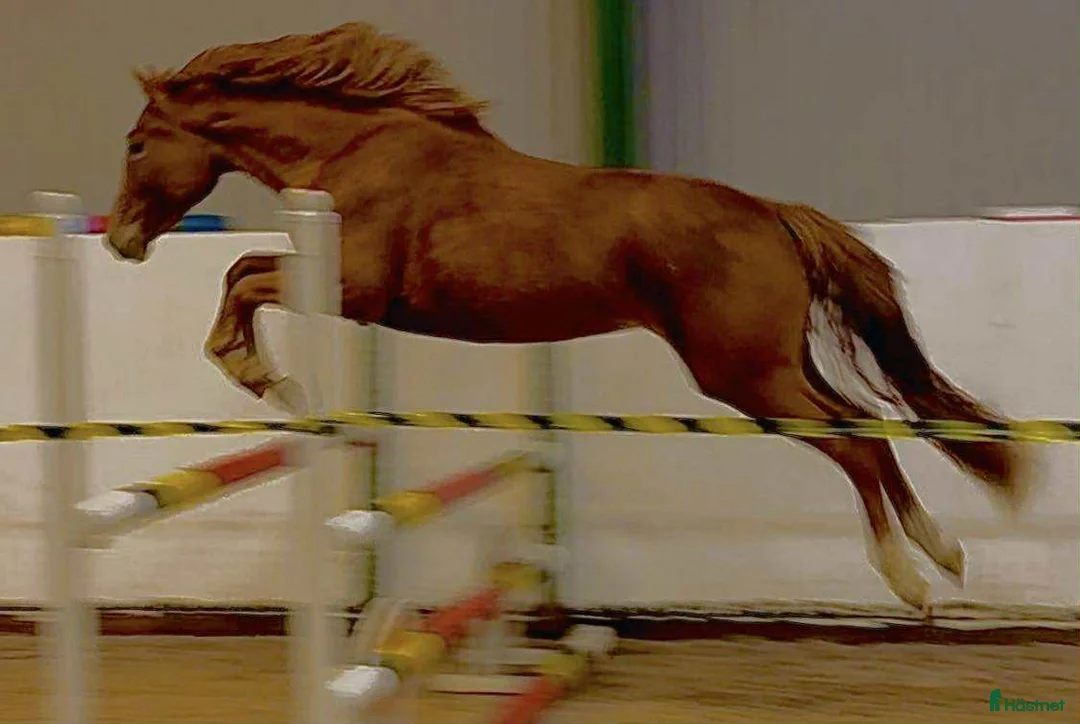 Hoppning hästar till salu: Charmigt sto för satsande hoppryttare  i Hjärnarp - Annons 1