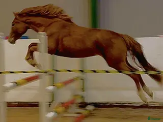 hästar Charmigt sto för satsande hoppryttare i Hjärnarp - Annons 12