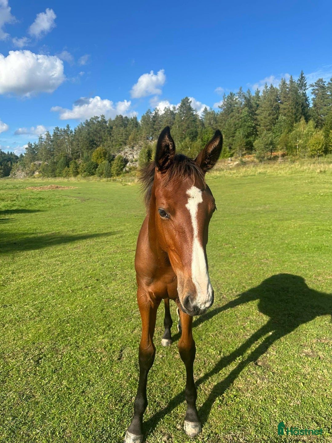 Hoppning hästar till salu: Stoföl säljes eller ev bytes i Björnlunda - Annons 1