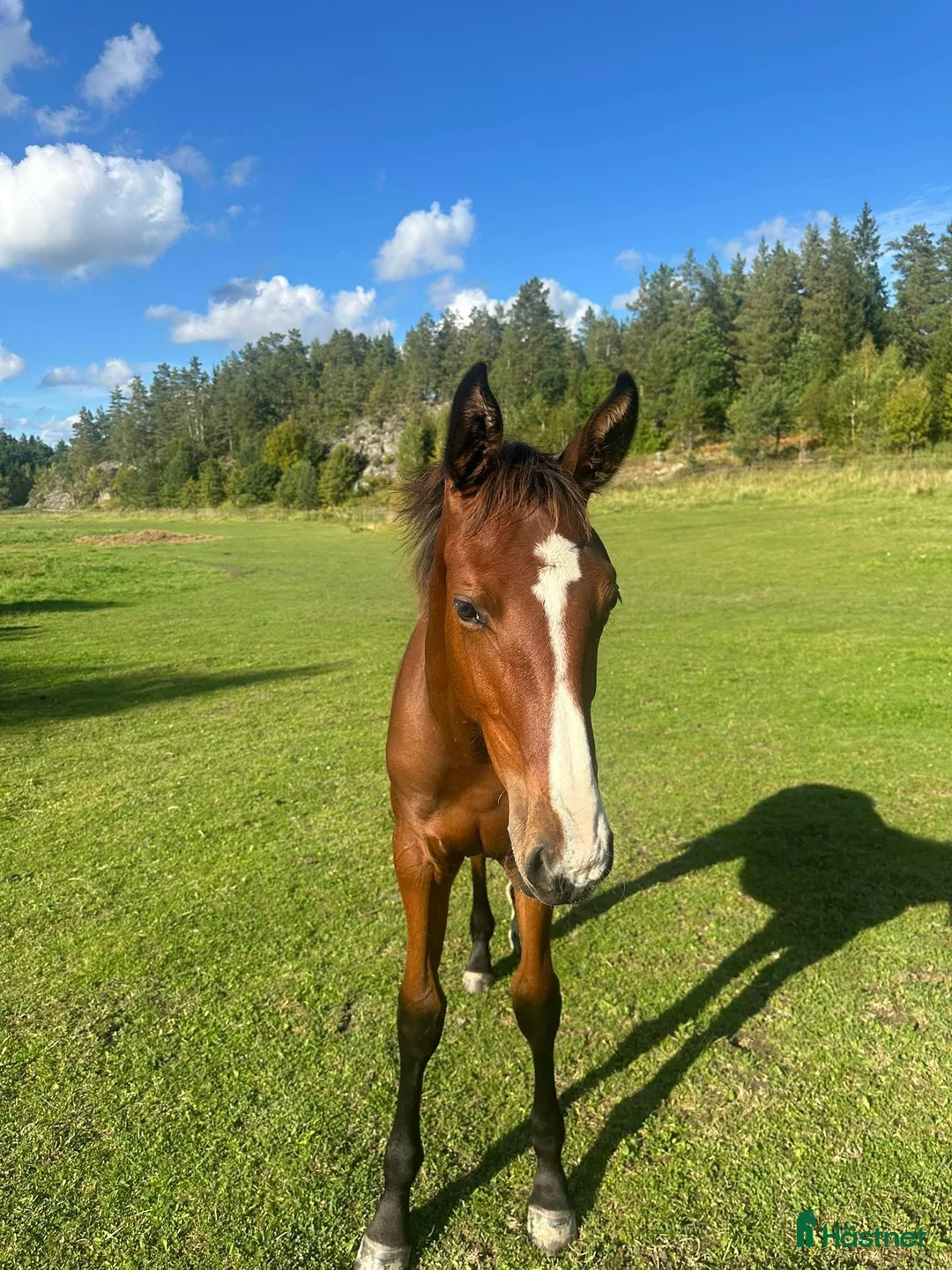 Hoppning hästar till salu: Stoföl säljes eller ev bytes i Björnlunda - Annons 1