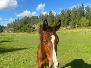 hästar Stoföl säljes eller ev bytes i Björnlunda - Annons 3