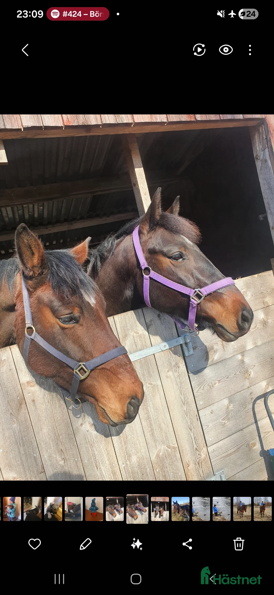 Allround hästar till salu: Fantastisk Snygg & Trygg SWB, Tanthäst/Mor dotter  i Sandviken - Annons 5