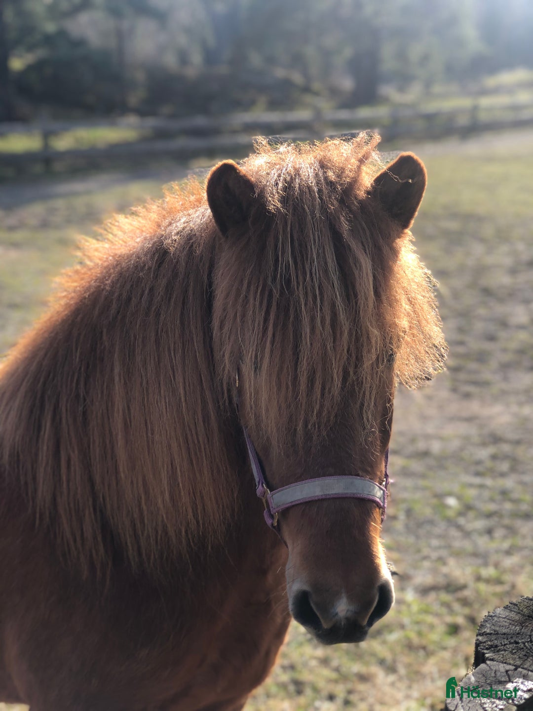 Island hästar till salu: Vackert islandssto i Täby - Annons 13