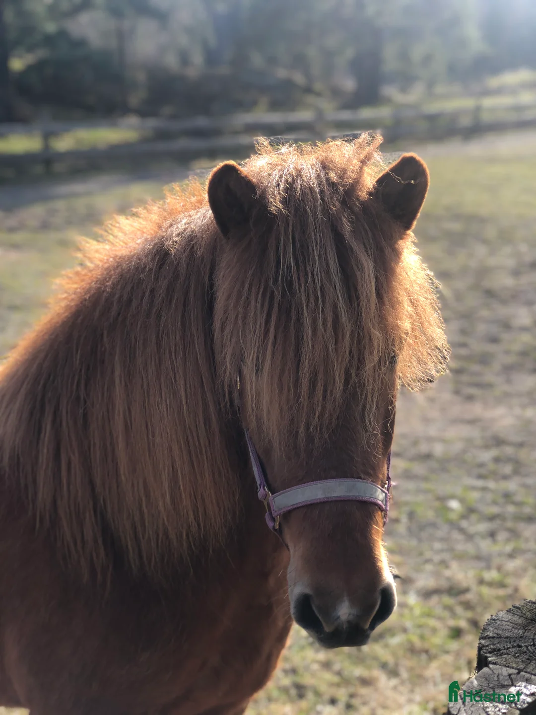 Island hästar till salu: Vackert islandssto i Täby - Annons 13